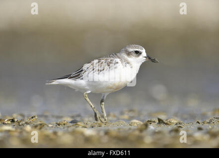 New Zealand Mornell - Charadrius Obscurus - Erwachsene Stockfoto