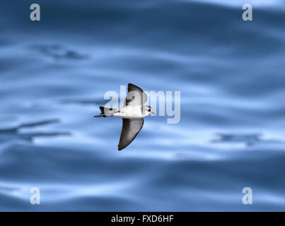 White-faced Sturmvogel - Pelagodroma marina Stockfoto