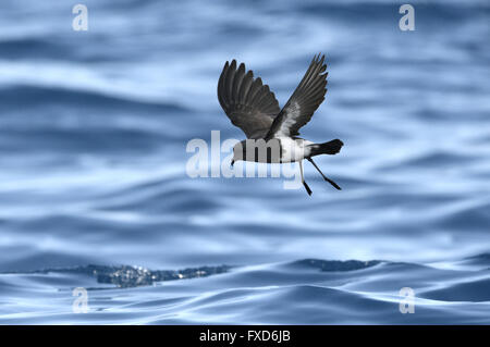 Schwarzbäuchigen Sturm-Petrel - Fregetta tropica Stockfoto