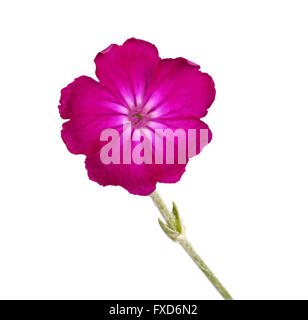 Dunkle purpurrote Lychnis oder Rose Campion Blume isoliert gegen weiß Stockfoto