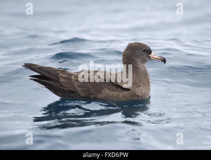 Fleisch-footed Shearwater - Puffinus carneipes Stockfoto