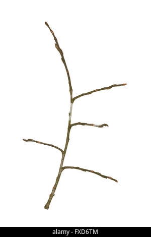 Grau Weide - Salix Cinerea - Winter Zweig Stockfoto