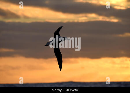 Nördlichen Royal Albatross - Diomedea sanfordi Stockfoto