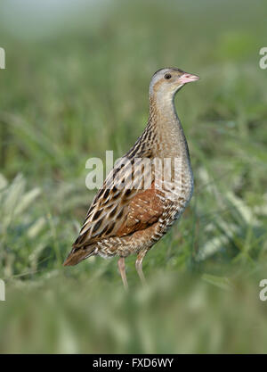 Mais Crake - Crex crex Stockfoto