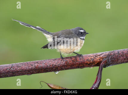 New Zealand Fantail - Rhipidura fuliginosa Stockfoto