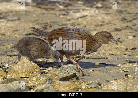 WEKA - Gallirallus Australis - Erwachsene und Küken Stockfoto