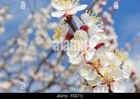 Aprikosenbaum Blumen hautnah Hintergrund Stockfoto