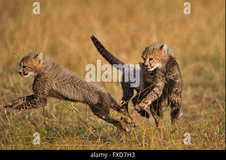 Cheetah Cubs (Acinonyx Jubatus) laufen und spielen in eine Wiese in Masai Mara, Kenia Stockfoto