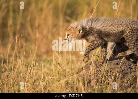 Cheetah Cubs (Acinonyx Jubatus) laufen und spielen in eine Wiese in Masai Mara, Kenia Stockfoto