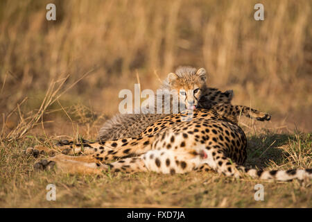 Geparden Mutter und jungen (Acinonyx Jubatus) ruhen in eine Wiese in Masai Mara, Kenia Stockfoto