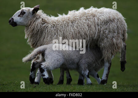 Ein junges Lamm, Spanferkel von seiner Mutter in einem Feld in Shropshire im Frühjahr Stockfoto
