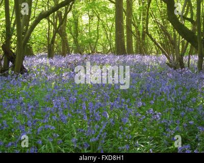 Glockenblumen in Wäldern, Bourne, Lincolnshire, UK Stockfoto