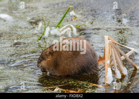 Bisamratte (Ondatra Zibethicus) Essen Vegetation, Frühjahr, Rohrkolben Marsh (Typhus) Michigan USA Stockfoto