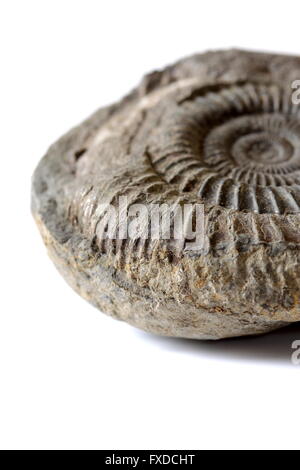 Fossile Ammoniten Stockfoto