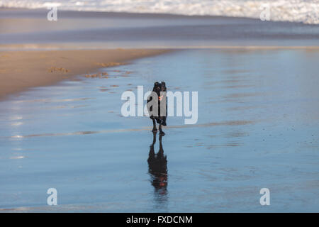 Schwarze Labrador Retriever Hund läuft und spielt an einem Strand in New England, Cape Cod, Massachusetts. Stockfoto