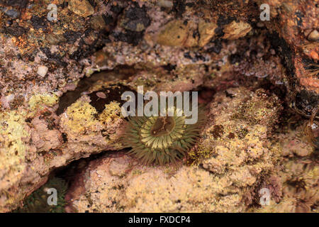 California Seeanemone, Anthopleura Elegantissima, nennt man auch Aggregation Anemone und der klonalen Anemone. Dieses ist se Stockfoto