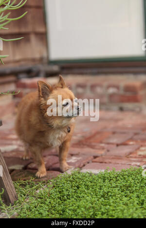 Pommern und Chihuahua-Mix-Hund erkundet den Garten in Laguna Beach, Kalifornien. Stockfoto