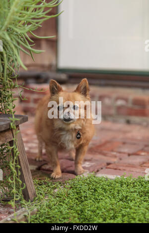 Pommern und Chihuahua-Mix-Hund erkundet den Garten in Laguna Beach, Kalifornien. Stockfoto