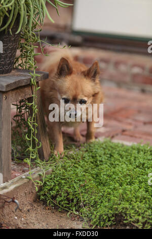 Pommern und Chihuahua-Mix-Hund erkundet den Garten in Laguna Beach, Kalifornien. Stockfoto