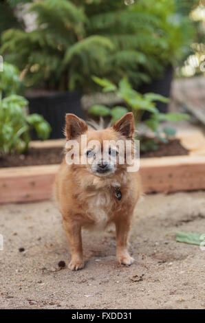 Pommern und Chihuahua-Mix-Hund erkundet den Garten in Laguna Beach, Kalifornien. Stockfoto