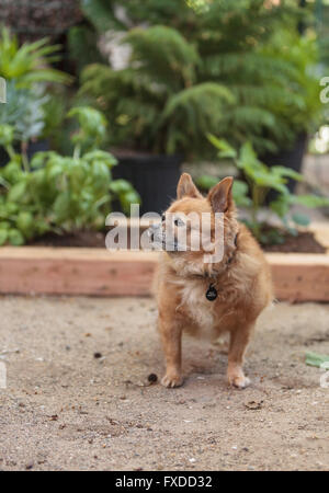 Pommern und Chihuahua-Mix-Hund erkundet den Garten in Laguna Beach, Kalifornien. Stockfoto