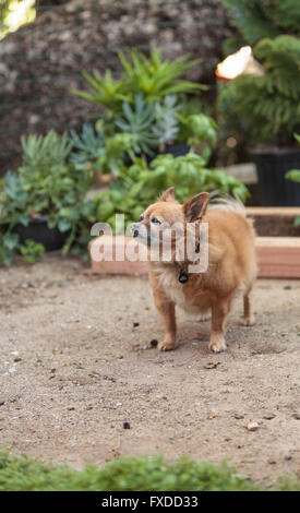 Pommern und Chihuahua-Mix-Hund erkundet den Garten in Laguna Beach, Kalifornien. Stockfoto