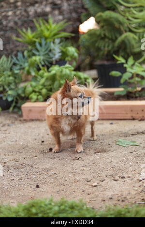 Pommern und Chihuahua-Mix-Hund erkundet den Garten in Laguna Beach, Kalifornien. Stockfoto