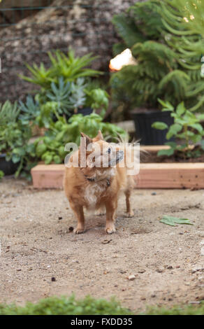 Pommern und Chihuahua-Mix-Hund erkundet den Garten in Laguna Beach, Kalifornien. Stockfoto