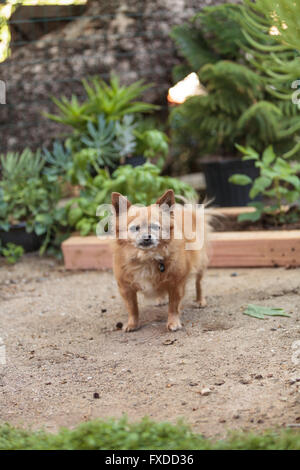 Pommern und Chihuahua-Mix-Hund erkundet den Garten in Laguna Beach, Kalifornien. Stockfoto