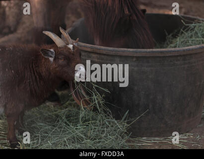 Eine Zwergziege frisst Heu neben seinem Pferd Begleiter in einer Scheune auf einem Bauernhof. Stockfoto