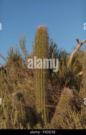 Saguaro-Kaktus wächst Pachycereus hoch in den Hügeln oberhalb von einem Southern California-Sumpf. Stockfoto