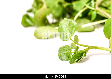 frisch geerntete Bio Kresse, isoliert auf weiss Stockfoto