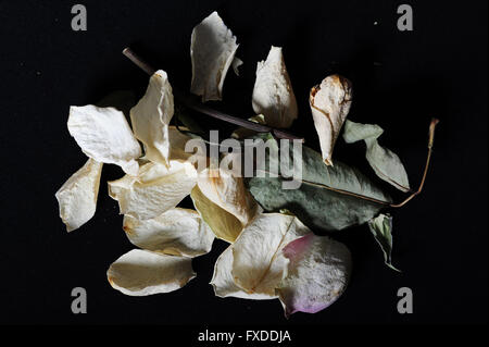 Verblasst, Rosenblüten und Blätter auf schwarzem Hintergrund. Stockfoto