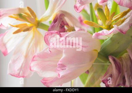 Closeup, verwelkt rosa Tulpen Stockfoto