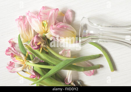 Closeup, verwelkt rosa Tulpen Stockfoto