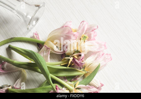 Closeup, verwelkt rosa Tulpen Stockfoto