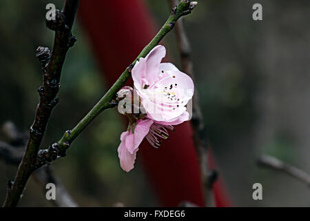 Cherry Blossom hautnah Stockfoto