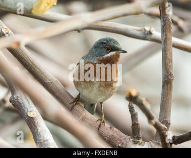 Männliche subalpinen Warbler östliche Rasse Sylvia Albistriata Zypern Stockfoto