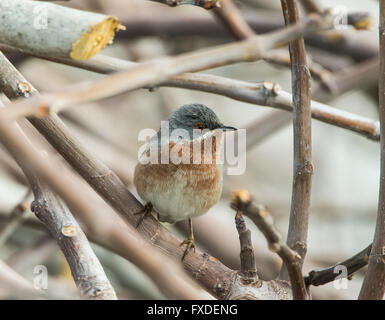 Männliche subalpinen Warbler östliche Rasse Sylvia Albistriata Zypern Stockfoto