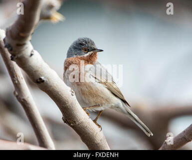 Männliche subalpinen Warbler östliche Rasse Sylvia Albistriata Zypern Stockfoto