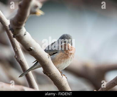 Männliche subalpinen Warbler östliche Rasse Sylvia Albistriata Zypern Stockfoto