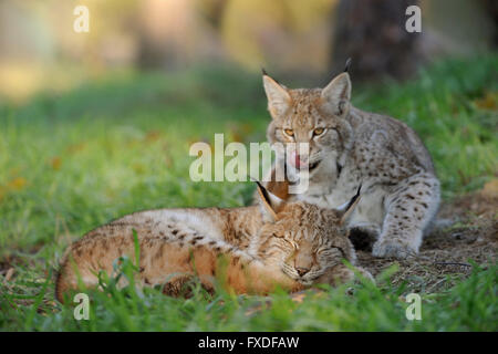 Eurasischer Luchs / Eurasischer Luchs (Lynx Lynx), junge niedliche Jungtiere, necken jedes andere, lustige Situation, seine Zunge zu lecken. Stockfoto