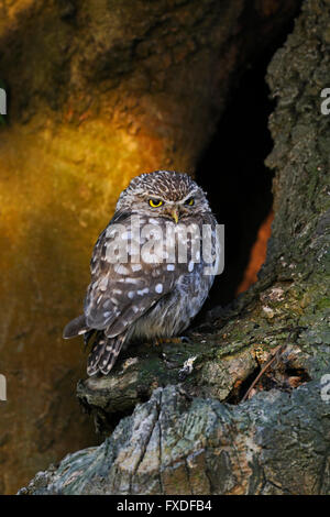 Kleine Eulen / Minervas Eulen / Steinkauz ( Athene noctua ) in einem alten Baum in wunderbarem Morgenlicht, Scheinwerferlicht, Tierwelt, Europa. Stockfoto