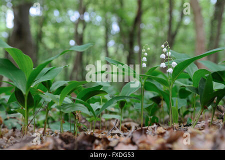 Maiglöckchen / Maigloeckchen (Convallariaarten Majalis) blüht in einem Naturwald. Stockfoto
