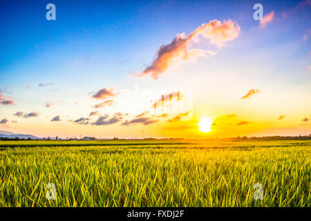 Der Anbau von Reis in der Sonne Reifen ist Gold Stockfoto