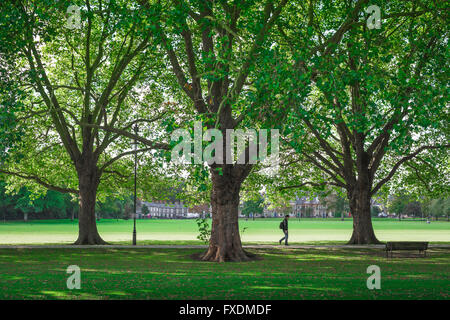 Man walking Park UK, geht ein junger Mann den Bäumen gesäumten Weg in Jesus Green, Cambridge, England. Stockfoto