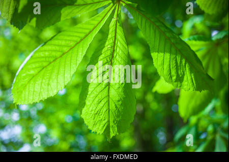 Eine neu eröffnete Cluster von Kastanien Blätter, Frühling, Suffolk, England Stockfoto