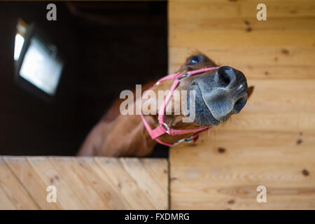 Pferdekopf mit Blick auf die Stalltüren Stockfoto