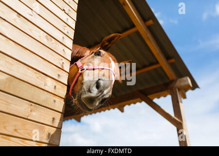 Pferdekopf mit Blick auf die Stalltüren Stockfoto