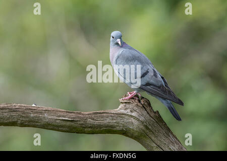 Hohltaube (Columba Oenas) thront auf einem Ast Stockfoto